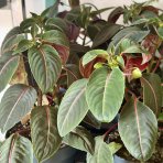 Netýkavka (Impatiens morsei) ‘Velvetea’– výška 15–20 cm, kont. C1L